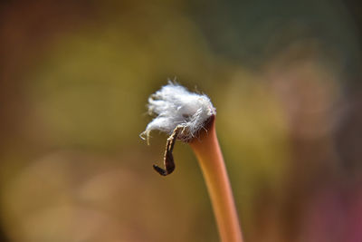 Close-up of dandelion flower