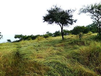 Trees on field against clear sky
