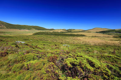 Scenic view of landscape against clear blue sky