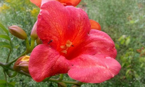 Close-up of pink flowers