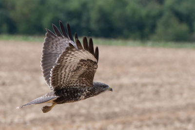 Close-up of a bird flying