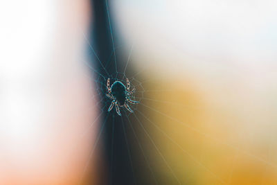 Close-up of spider on web