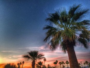 Low angle view of palm trees against sky