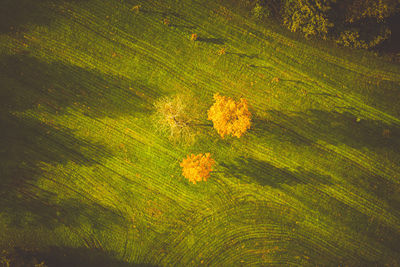 High angle view of trees growing on field