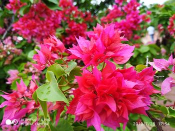 Close-up of pink flowering plant