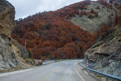 Road amidst trees