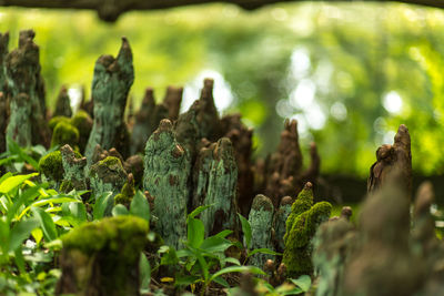 Close-up of plant growing on field