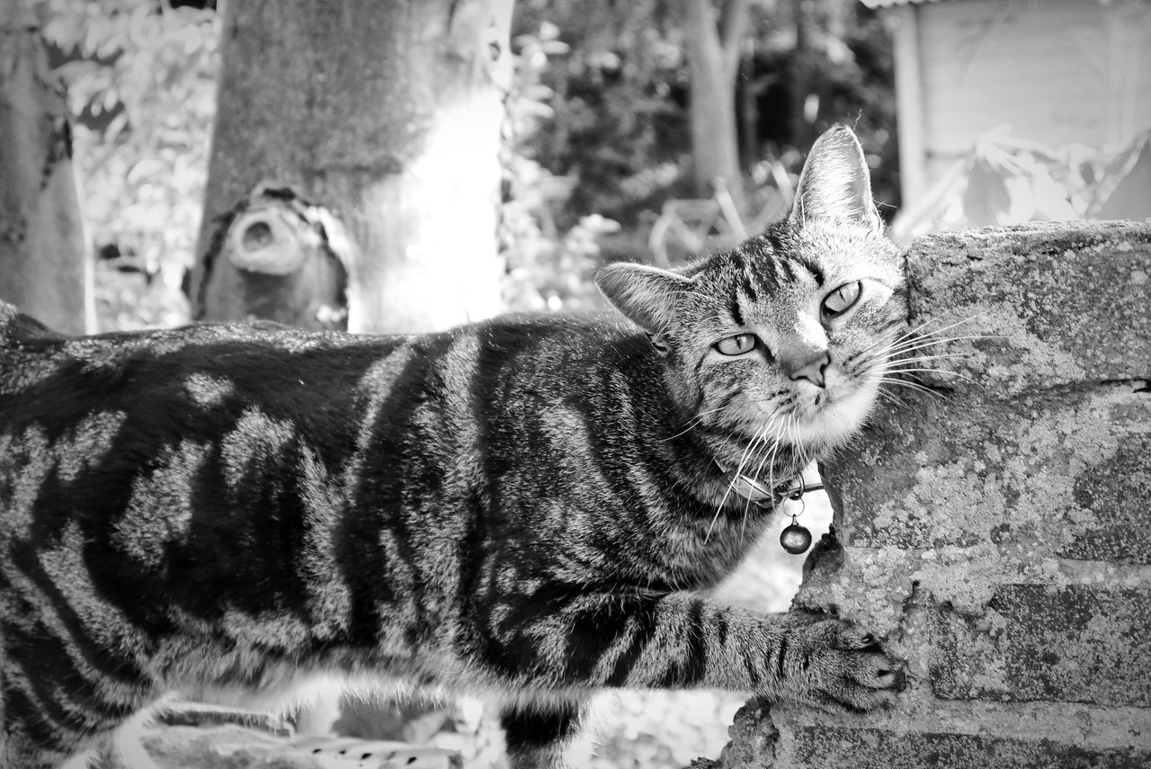 domestic cat, pets, animal themes, domestic animals, cat, mammal, one animal, feline, portrait, looking at camera, whisker, relaxation, front view, sitting, close-up, staring, outdoors, focus on foreground, day