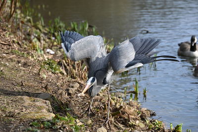 View of birds in lake