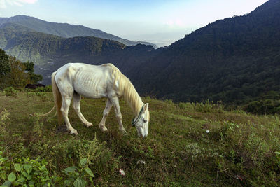 The white horse eating grass in the mountain.