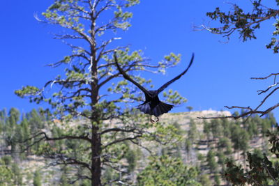 Low angle view of trees against blue sky