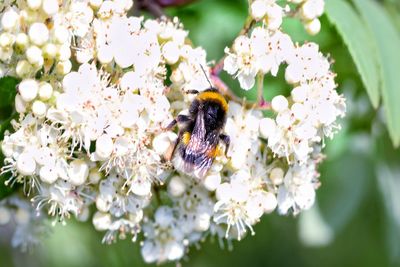 Close-up of bee on flower