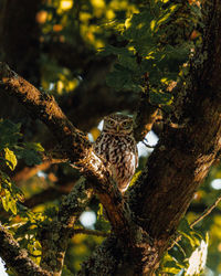 Close-up of bird perching on tree