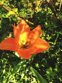 Close-up of orange flower