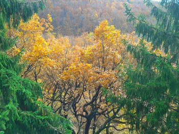 Trees in forest during autumn