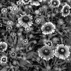 Flowers blooming on plant