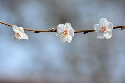 Close-up of flowers on branch