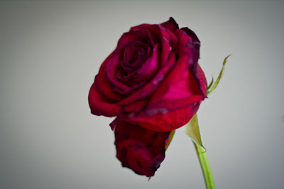 Close-up of rose