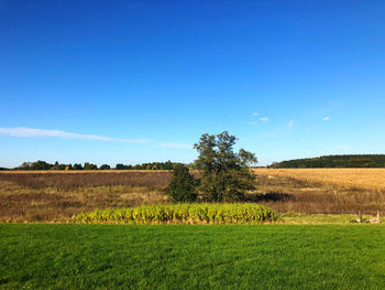 Scenic view of agricultural field against blue sky