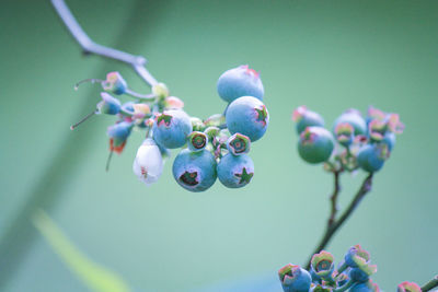 macro photography