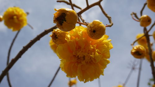 Close-up of yellow flowers against sky