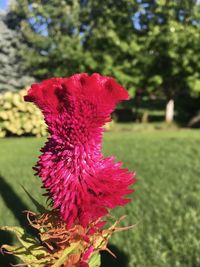 Close-up of red flower blooming outdoors