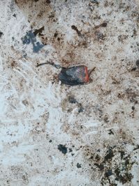 Close-up of crab on sand