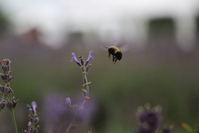 Close-up of bee pollinating on flower