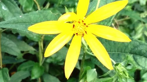 Close-up of insect on yellow flower