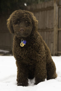 Dog sitting in snow