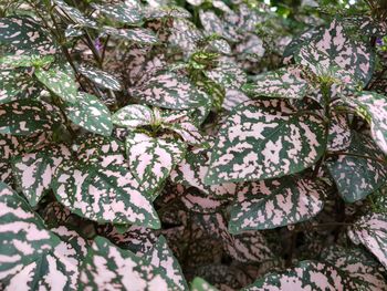 Full frame shot of lichen