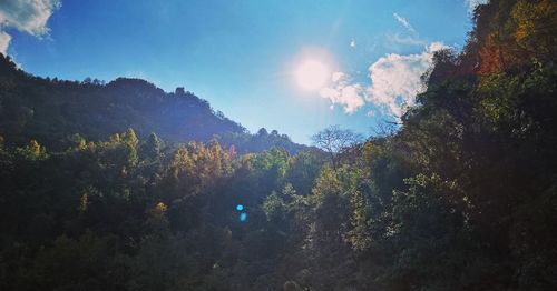 Scenic view of forest against sky