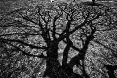 Close-up of bare tree