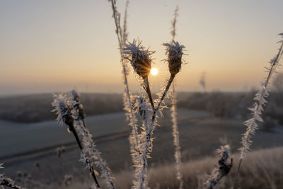 Close-up of frozen plants during sunset