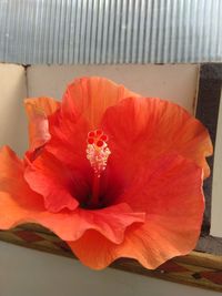 Close-up of red hibiscus flower