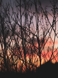 Silhouette bare trees against sky during sunset