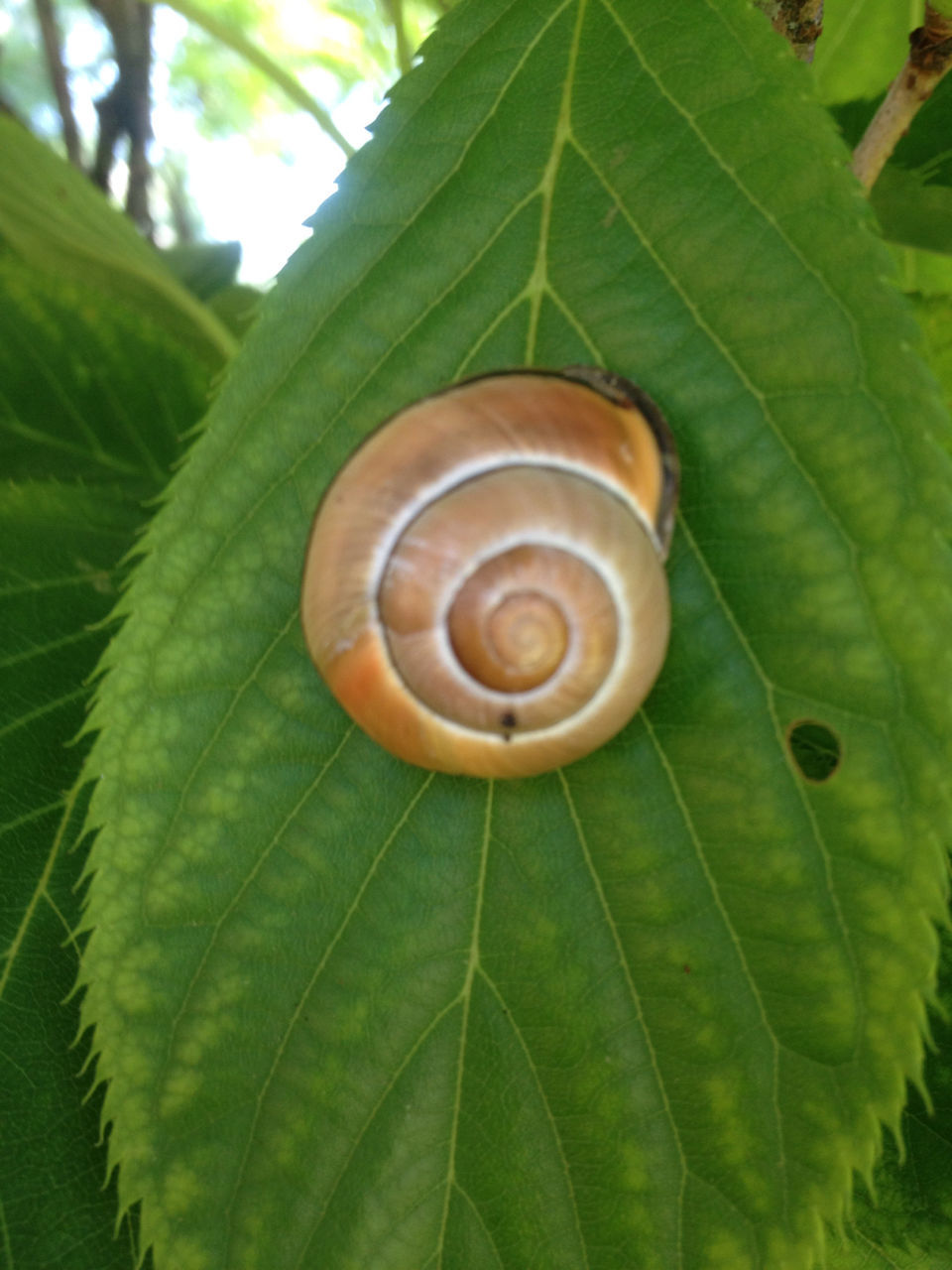 leaf, close-up, growth, green color, freshness, natural pattern, nature, plant, snail, animal shell, beauty in nature, focus on foreground, high angle view, no people, brown, pattern, outdoors, day, fragility, leaf vein