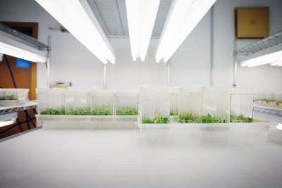Potted plants on table by window in building