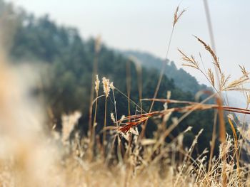 Close-up of dry plant on field against sky