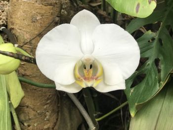 Close-up of white flowering plant