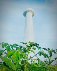 Low angle view of plant against sky