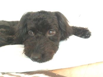 Close-up portrait of a dog