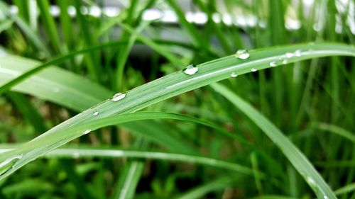 Close-up of wet grass