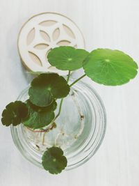 High angle view of leaves in glass jar on table