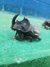 Close-up of turtle in water