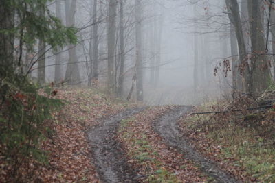 Road amidst trees in forest