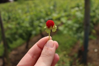 Close-up of hand holding flower