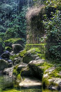 Stream flowing through forest