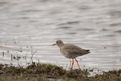 Bird perching on lake