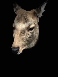 Close-up of horse against black background